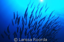 Baracuda. hhhmmm. Looked much better on my computer.  Oh ... by Larissa Roorda 